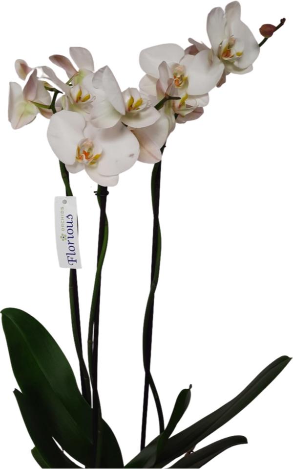 Orchidea falena phalaenopsis