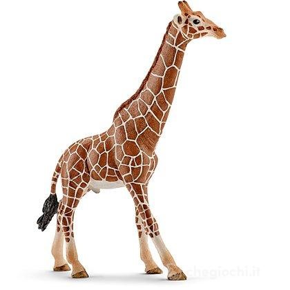 GIRAFFA MASCHIO (5)