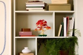 BOTANICALS - BONSAI DI ACERO ROSSO GIAPPONESE - 10348