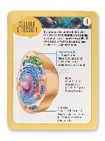 CORPO UMANO (IL) ESPLORO E IMPARO