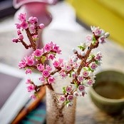 BOTANICALS - FIORI DI CILIEGIO - 40725