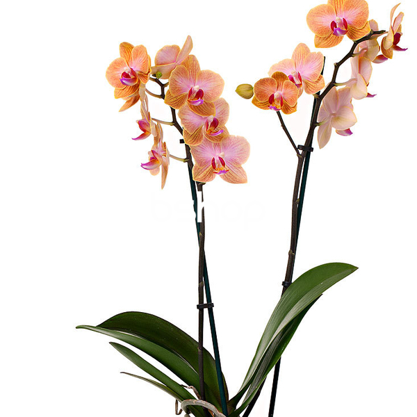Orchidea Phalaenopsis Jena